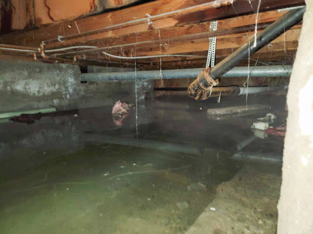 Best Professional water damage repair  in Pierre Part, LA